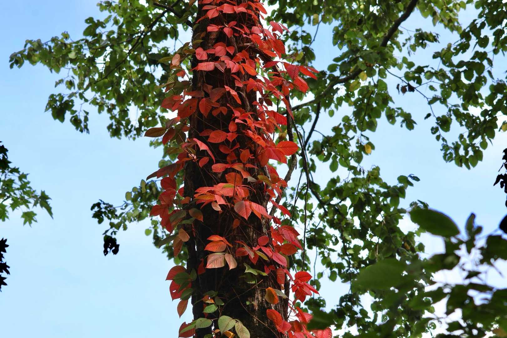 カエデはまだですがツタウルシが赤くなってました🍁　かぶれに強い方はお近くでご鑑賞下さい🤣