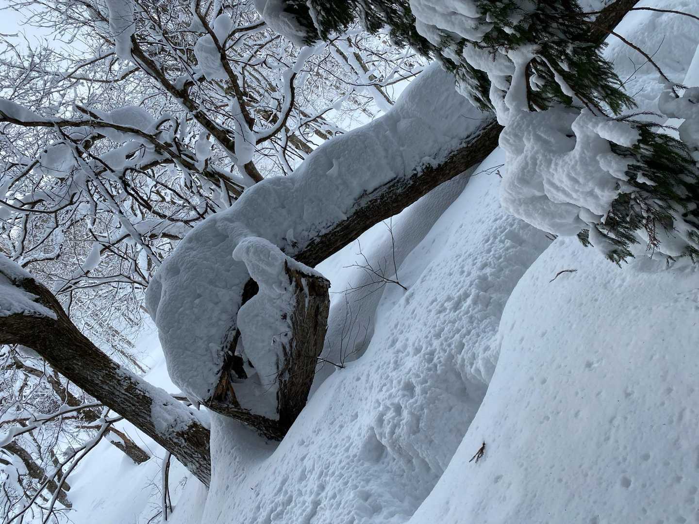 木