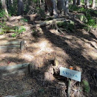 尾鷲トレイル上のピークハントします。片道10分程度の寄り道です。