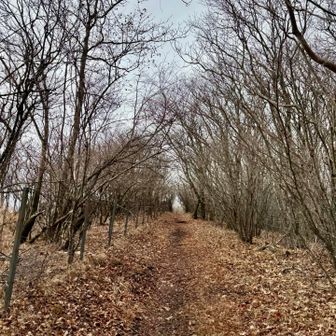 若葉や紅葉の頃は楽しいトンネルですね( *´艸`)