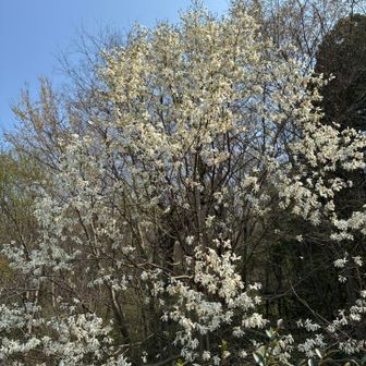 コブシかハナミズキのどちらかわからん？