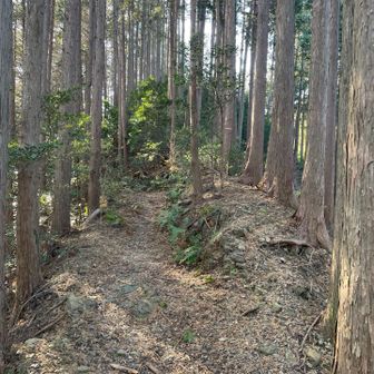 コースは左。右側を登って宝山のピークに寄ります。