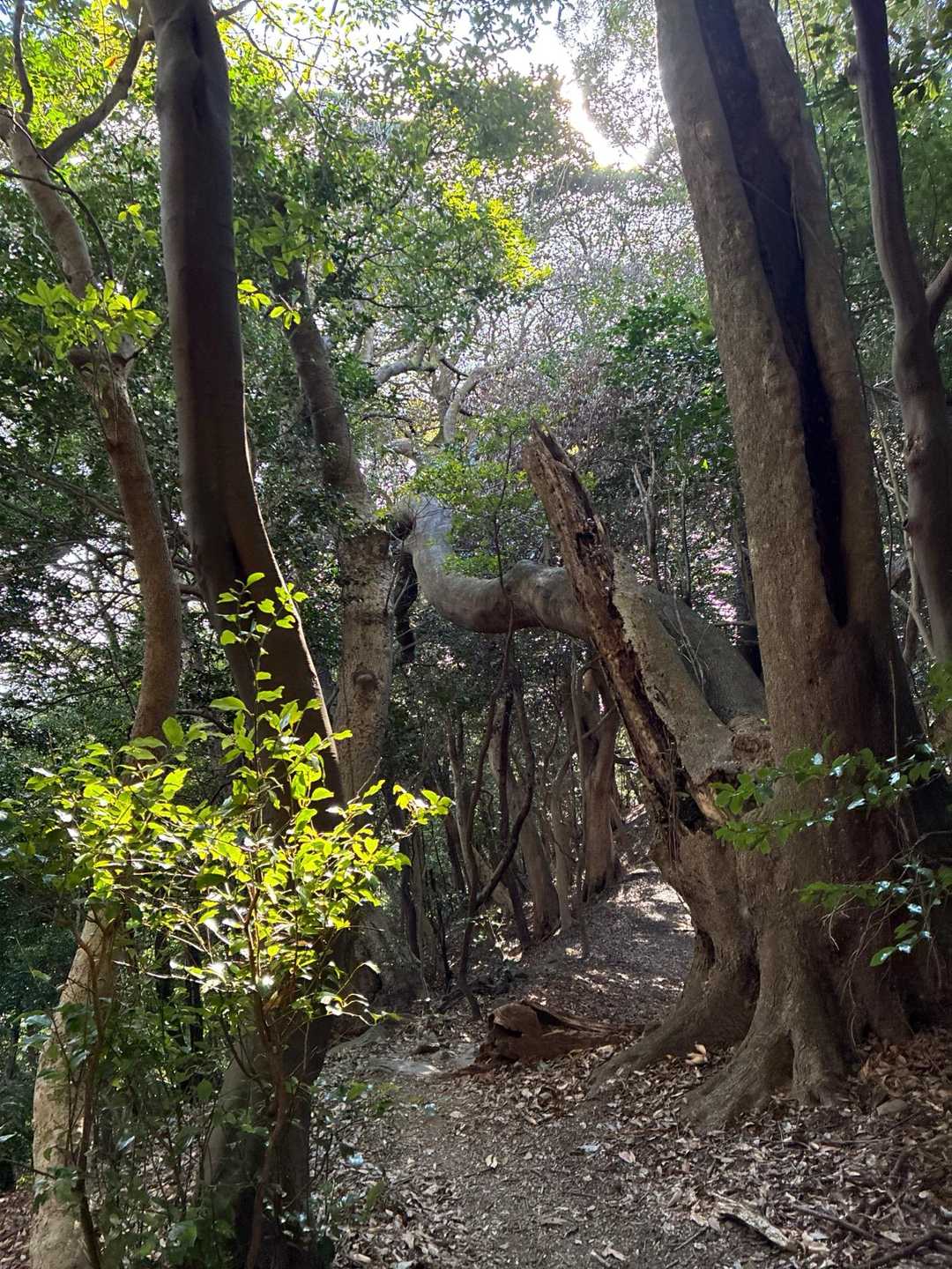 赤間登山口-城山-石峠-金山南岳 往復コースの写真