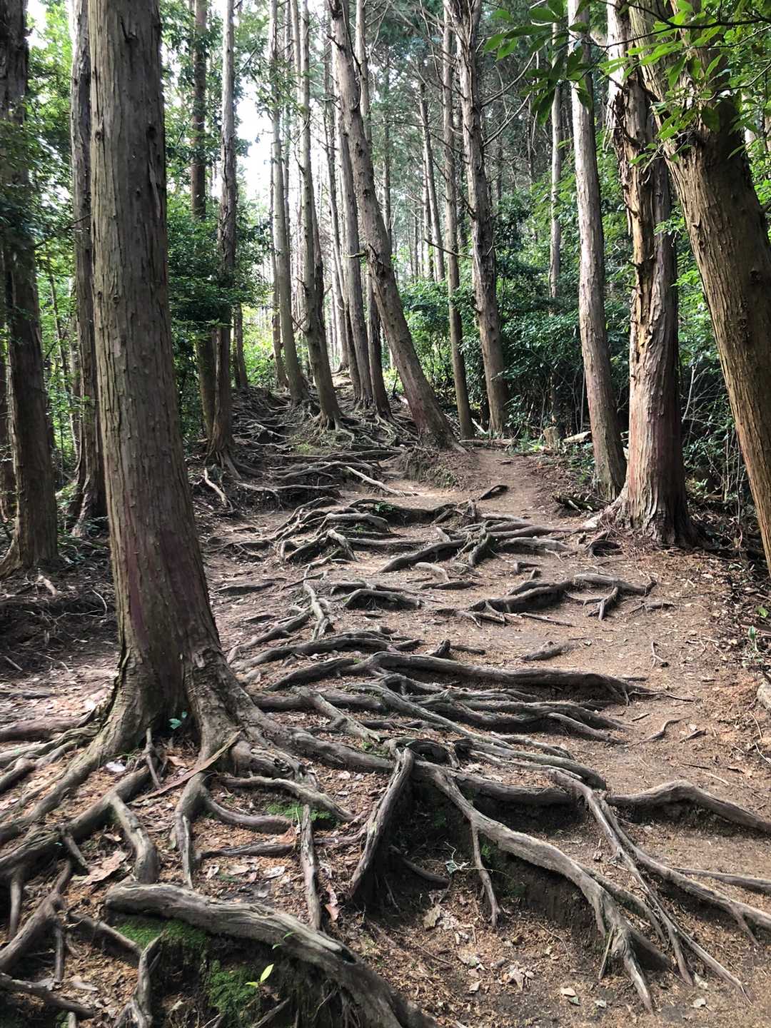 師吉公民館バス停-可也山登山口-石切場跡-可也山-遊歩道親 周回コースの写真
