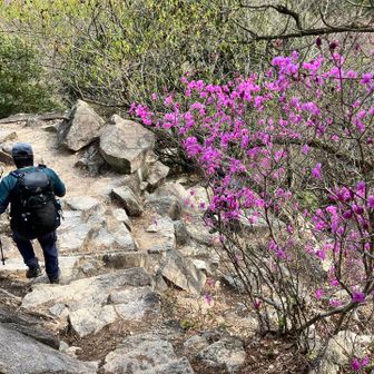ツツジも満開🌺
