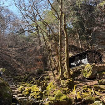 御岳山ロックガーデン
屋久島を連続させる苔むした山道⛰️～♪

写真では撮りきれなかった

有名なパワースポットも✨️
大きな大きな杉の木～♪夫婦杉🌳
手をつぎながら通ると より円満になるとか🤭

涼しげに落ちる七代ノ滝や
綾広ノ滝滝の水行場でもあるパワースポットなどなど…

疲れも忘れますね🌿

また季節を変えて訪れたいと思います😊
ありがとうございました✨️
