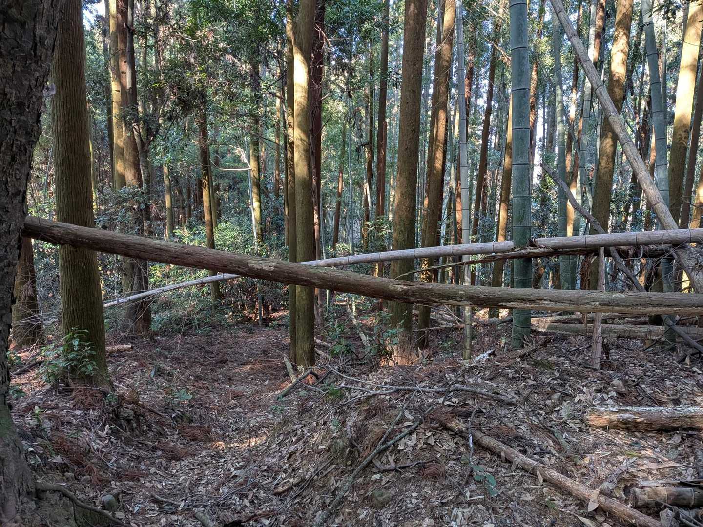 結構こっちは荒れていて・・・

倒木多しw⁠(⁠°⁠ｏ⁠°⁠)⁠w