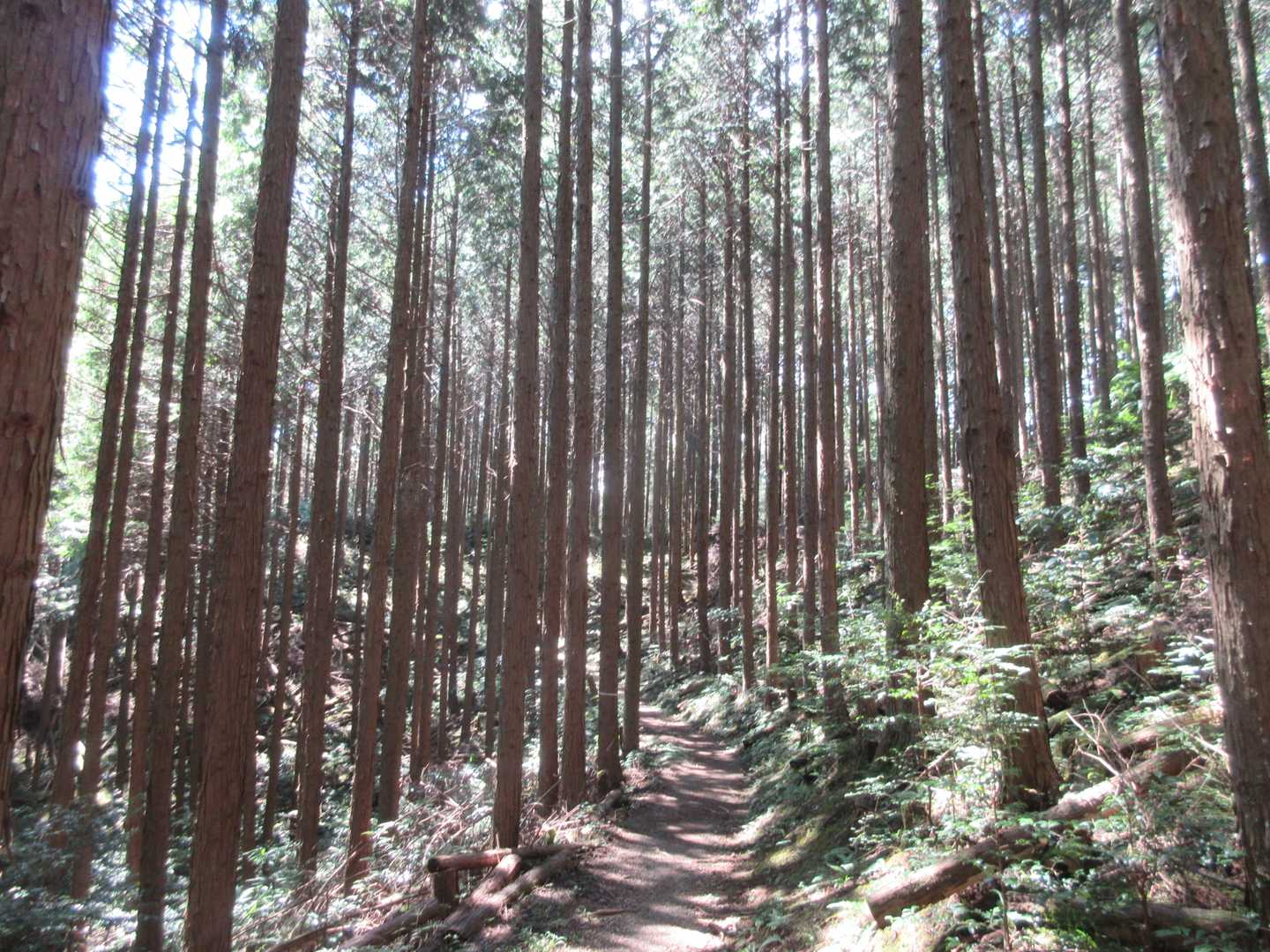 ロープウェイ前バス停-千早峠-神福山-谷尻峠-行者杉-杉尾 縦走コースの写真