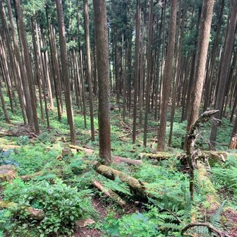 さぁ、下山します。
登りは結構、しっかり登りました。
下山はあっと言う間に