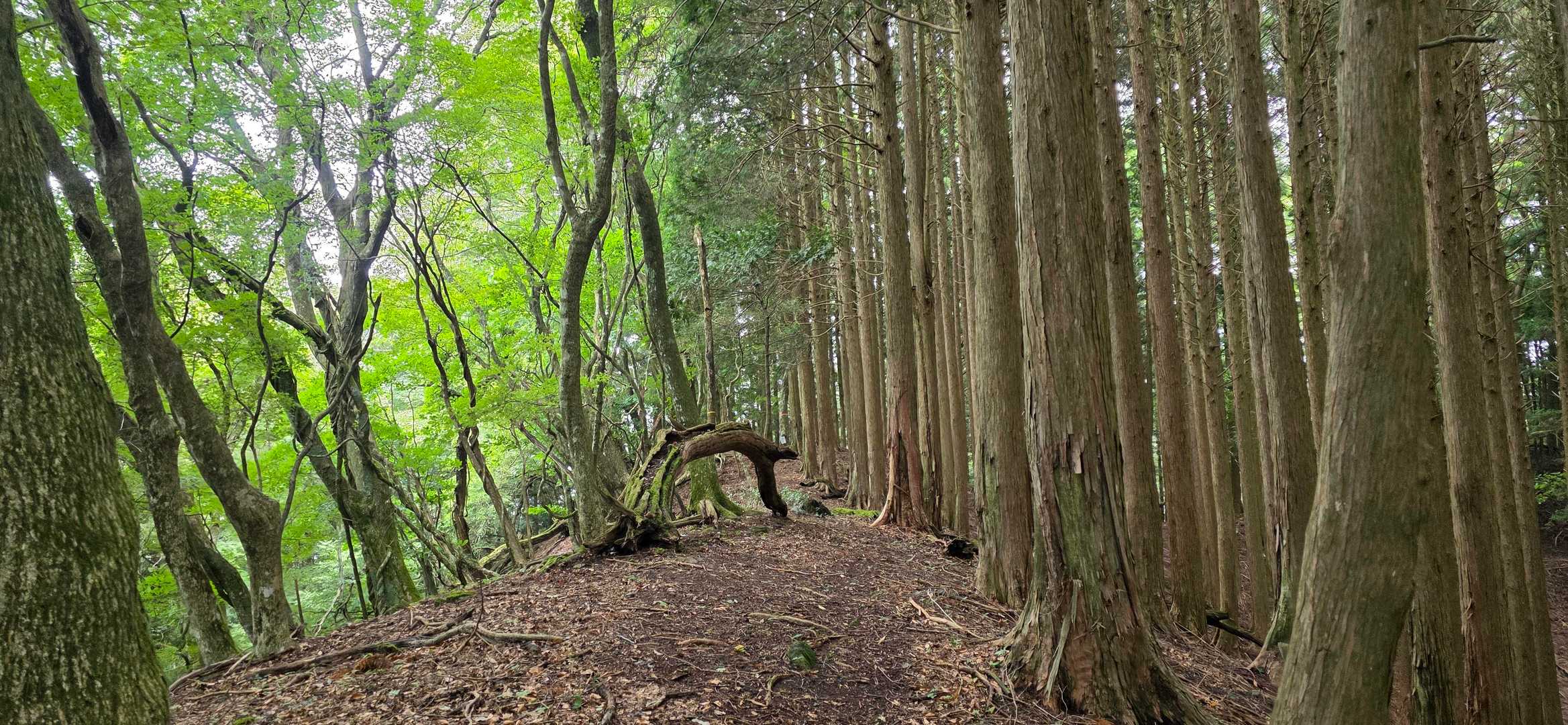 めちゃめちゃ風が気持ちいい
汗が急速に引いていく…