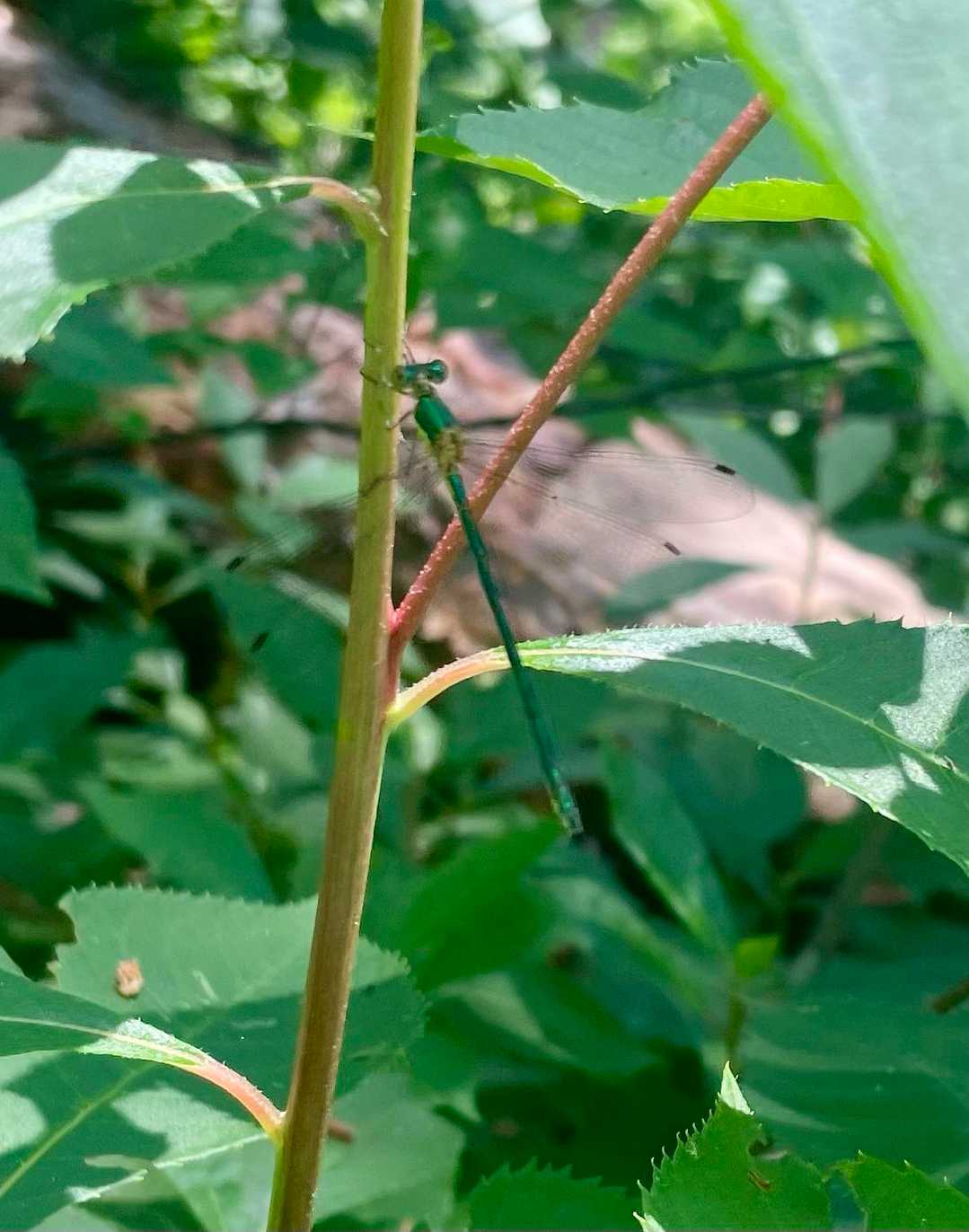 コバネアオイトトンボ？
絶滅危惧種だと
きれいな色=ï=