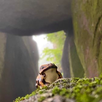 弁慶トンネルとキレイな苔💚🐸