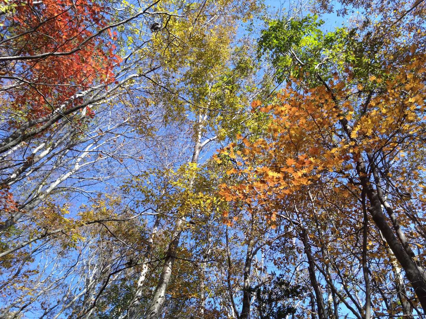 紅葉始まってますね🍁
