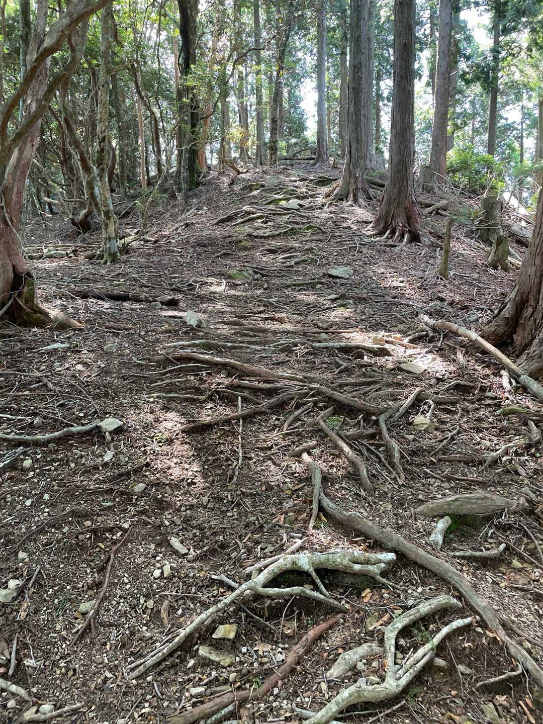 上ります
後半の険しい崖上り下りまでは、歩きやすい広めの尾根道