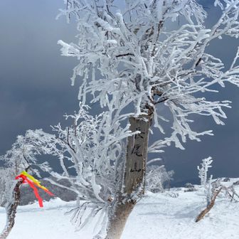 ガスってたので写真を撮ることもなく長尾山に到着🥶
３８座目／札幌５０峰
多くの方は無意根山を目指してました