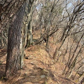 豊受山への痩せ尾根
年月のたびにどんどん崩れていくのかな