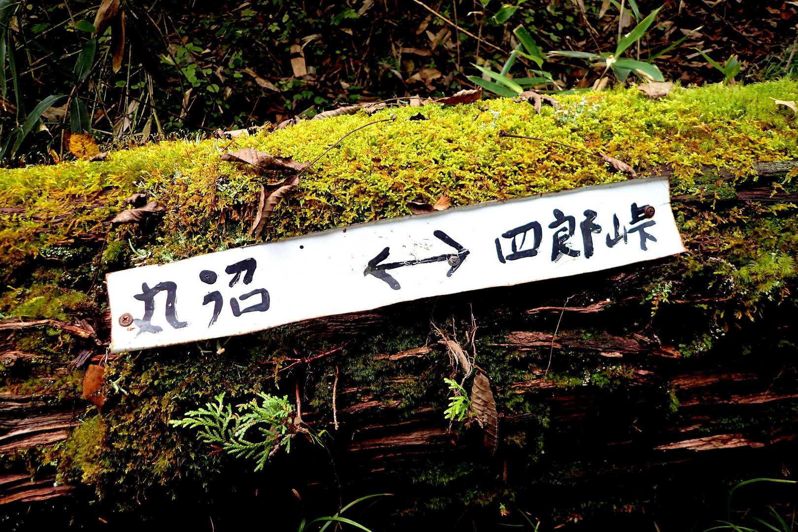 ピンクテープは豊富だが
看板はほとんどナイ…不思議な山域🗻✨