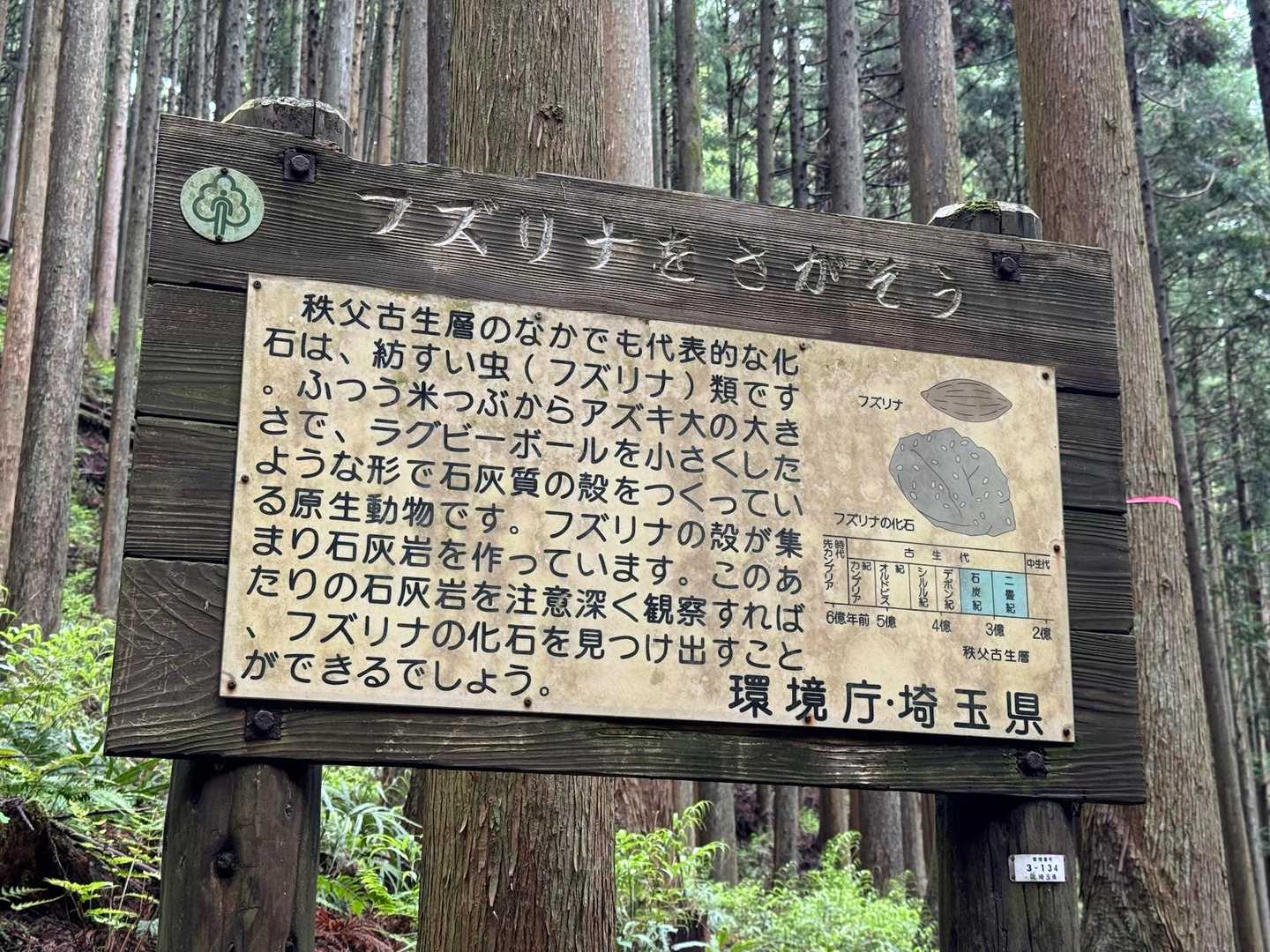 フズリナも地球の歴史🌏