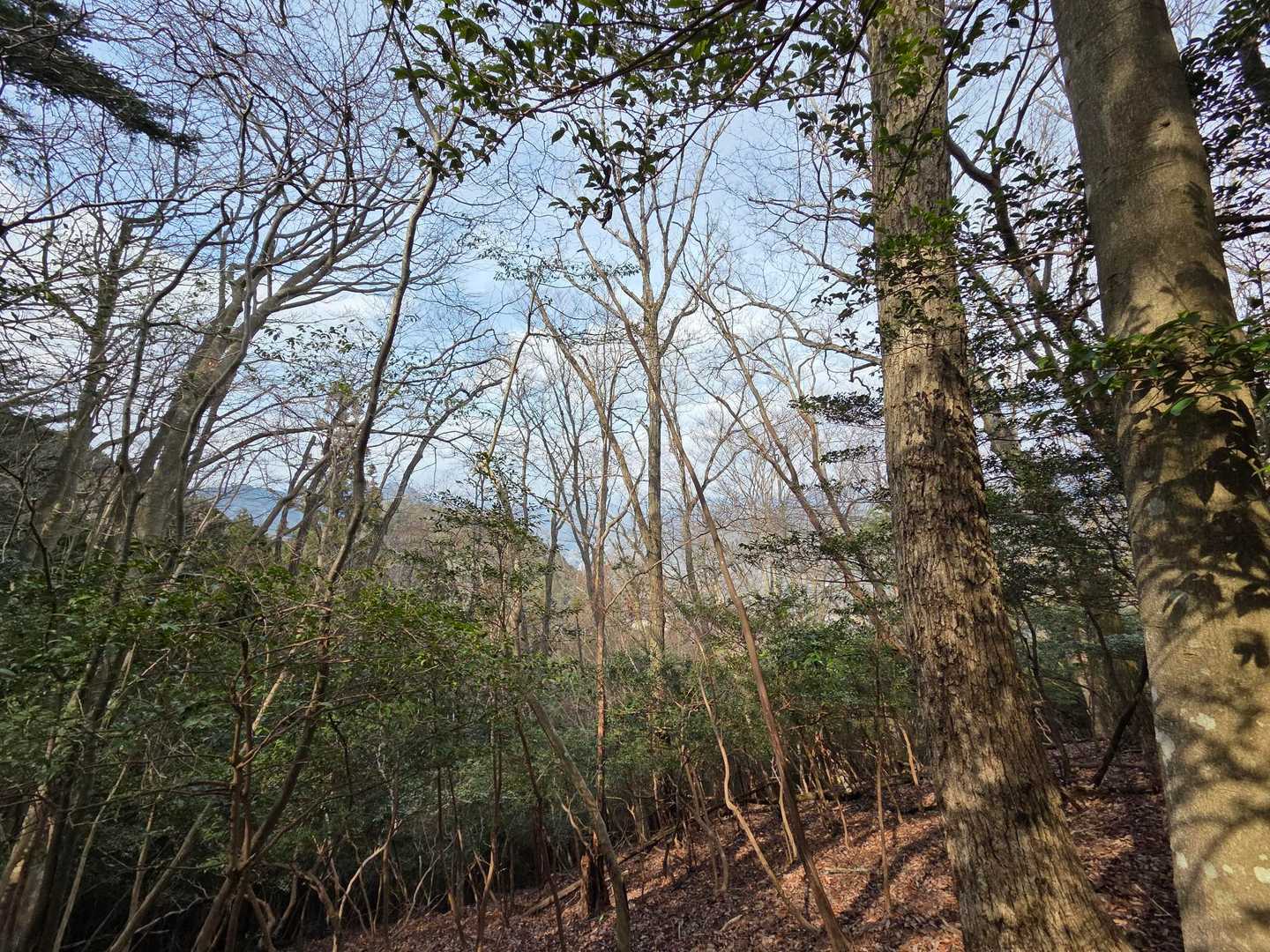 かすかに景色が