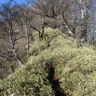 熊笹ノ峰山頂付近