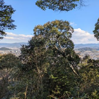 畝傍山山頂。3山とも山頂は木に覆われてますが、少しだけ開かれていて、ここは左が耳成山、右が天香久山で、ちょうど見えるように開かれてました。
