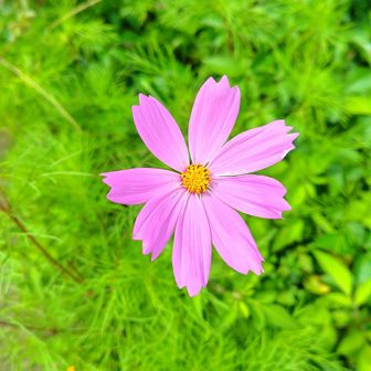 田部井淳子さんの碑の近くに咲いていた花達、3連発。
早咲きのコスモス？