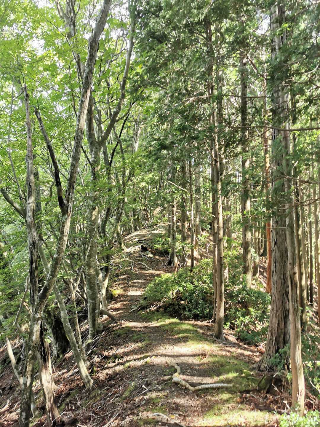 南尾根登山口-大札山 往復コースの写真