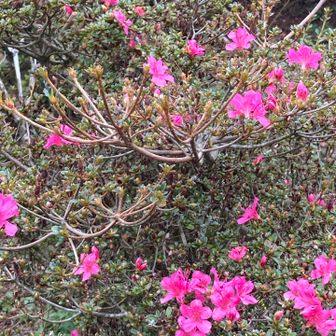 ミヤマキリシマ写真撮っていたら手袋落としたことに気づかなかった〜