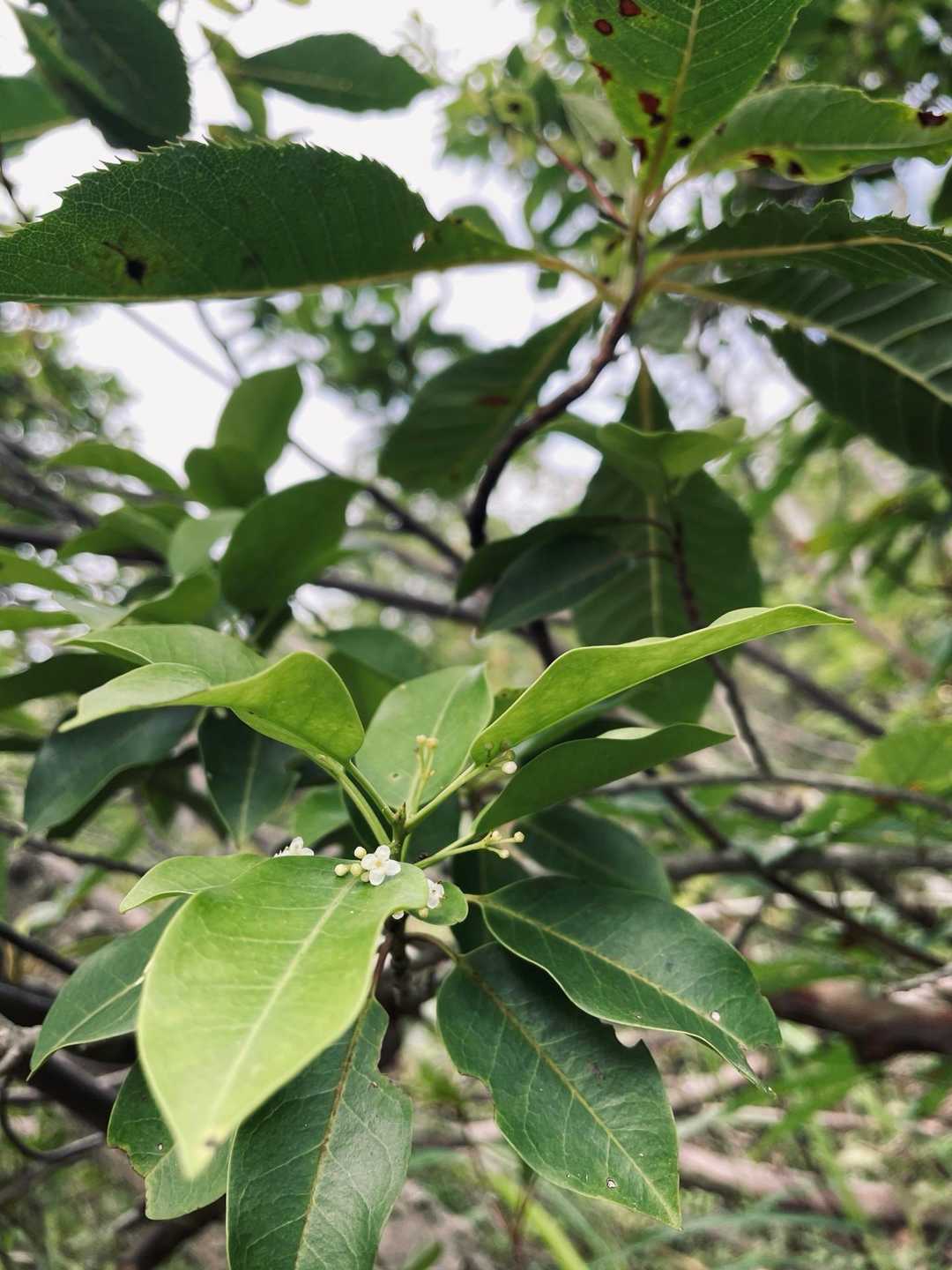 たぶんソヨゴさん！このちっこいお花が下の草木に落ちててかわいかったー