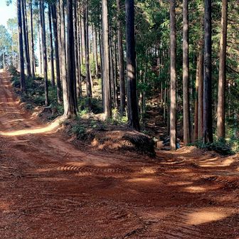 山道の一部は発掘作業の機材の運搬の名残りかなぁ？
：まだ伐採終ってないですね🚧