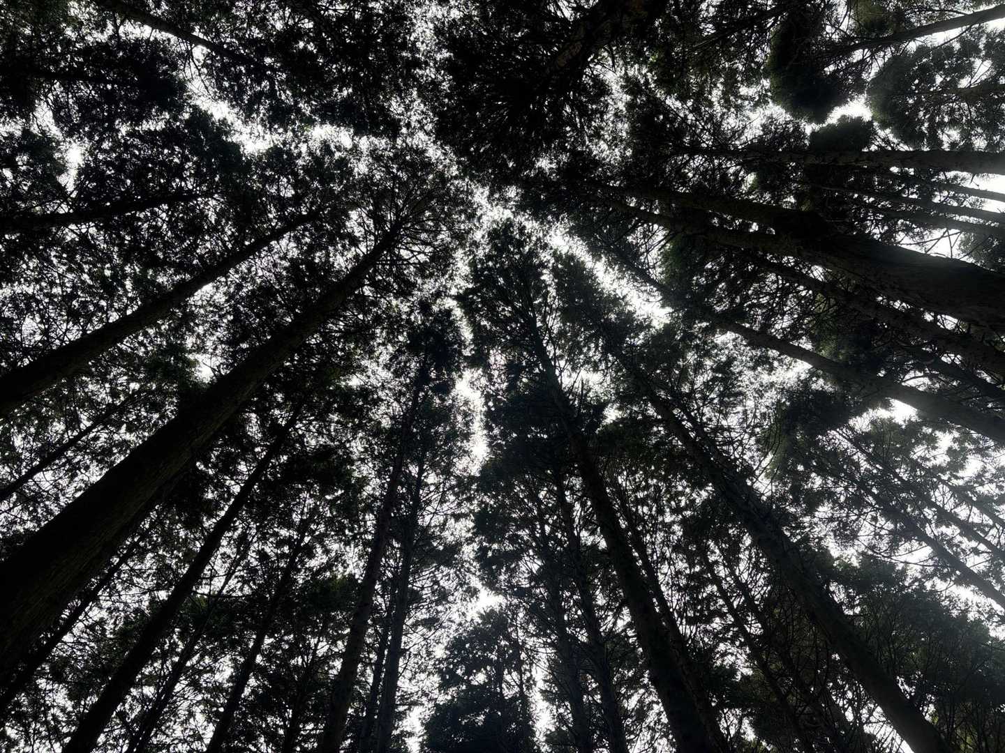 前坂コース入口-白山-妙見山-天狗山-黒田城入口 周回コースの写真