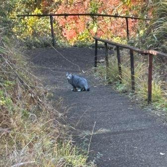 たぬきみたいなにゃんこがいました♡😍