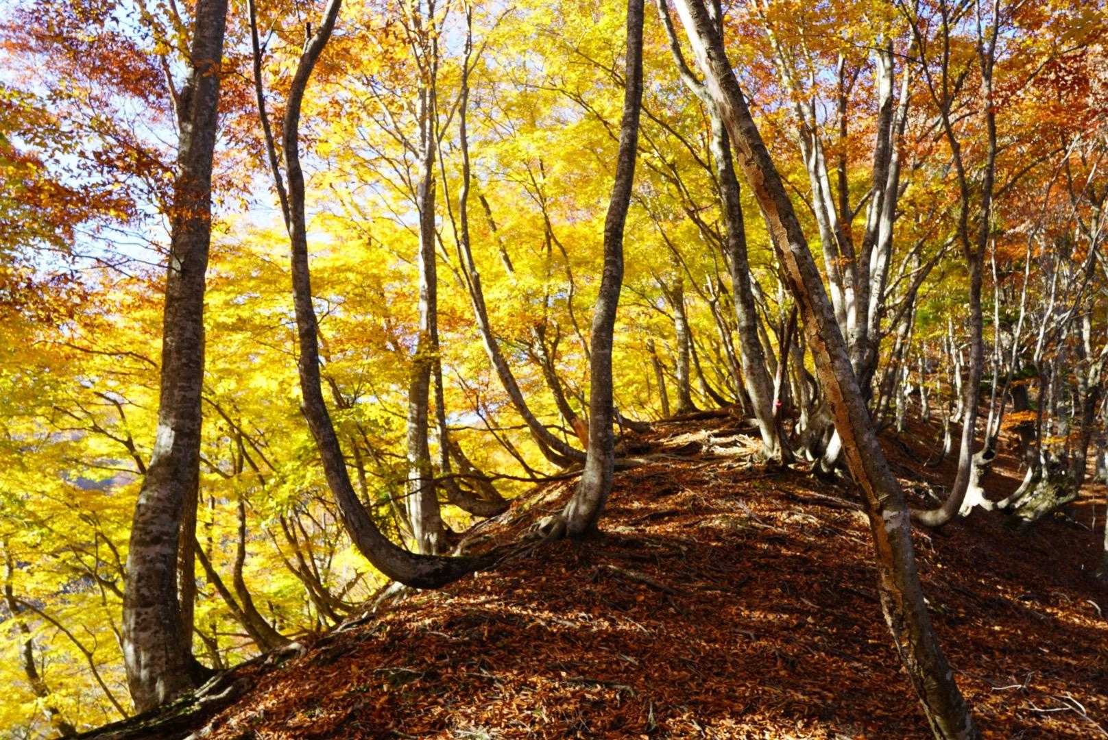 落ち葉でフカフカの尾根道
新緑も綺麗だったけど
紅葉も癒される…