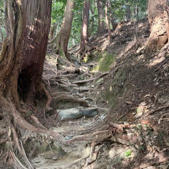 本殿の裏手も歩きます
実はこの先に書写山の最高標高地点があります