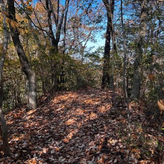 49　馬が嶺　104.3m
No.14
このピークへの径は発見しづらく、迷う人が多いと思う。私も行き過ぎようとしている人に教えてあげた。ピークハントに慣れている人なら一目で気づくのだが👍