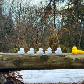 可愛いアヒルちゃんたち😍