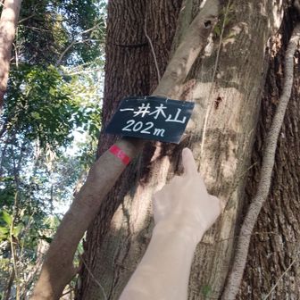 当たり。
一井木山、頂上到着。

この大木から名付けられた山なのかな。