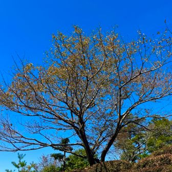 紅葉はまだ先