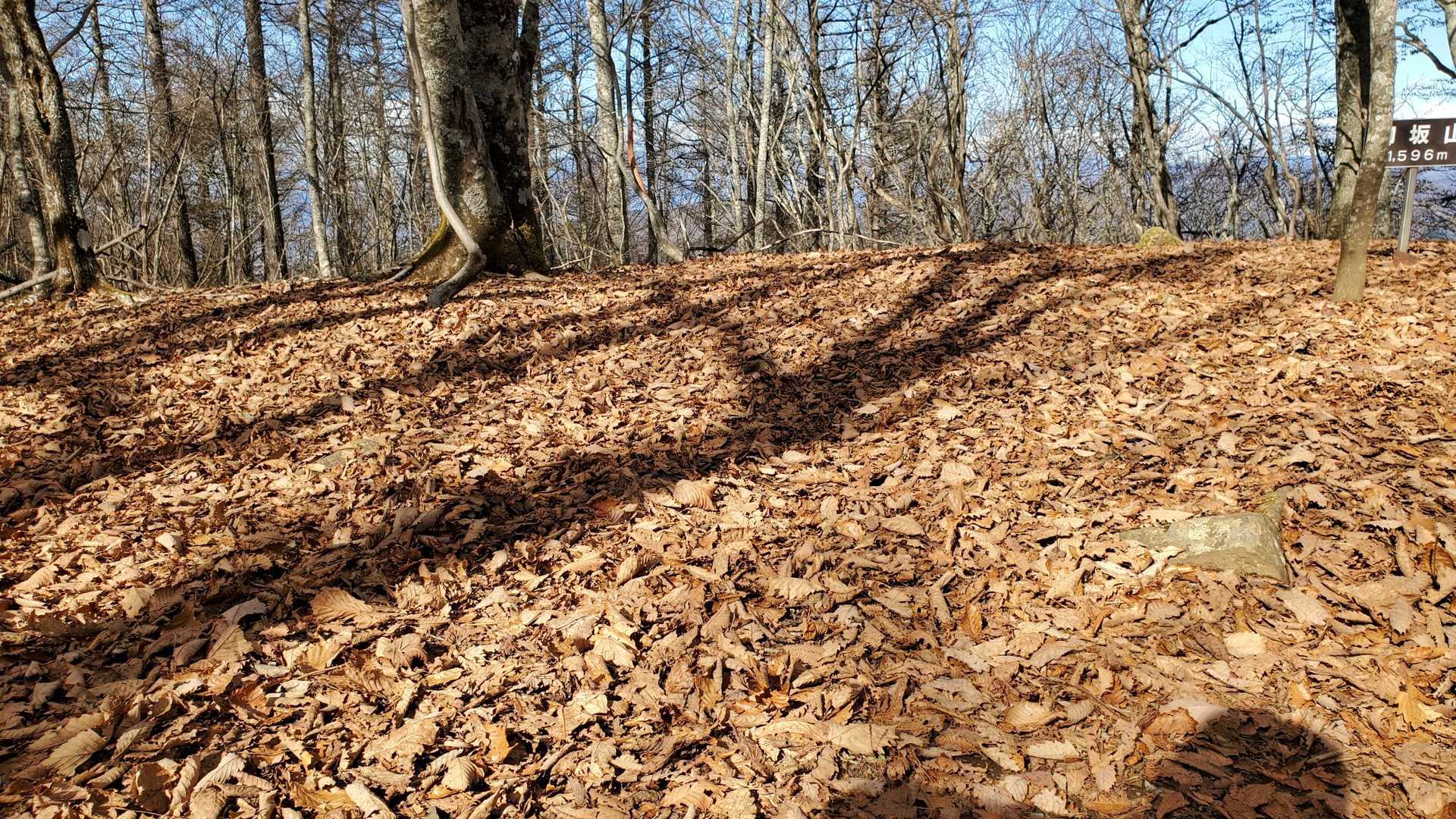 ん？

カラカラカラカラ

カラカラカラ

この一体はしっかりした厚みのある葉が積もっているんだけど、風もないのに落ち葉がぶつかるような音。

カラカラカラカラ

思わずパシャリ

木霊(こだま)でもいるのだろうか。
気づかない程度の風が吹いていたのだろうか。

カラカラカラカラ

カラカラカラ

途方に暮れタイムに突入してたけど、少し元気が出た