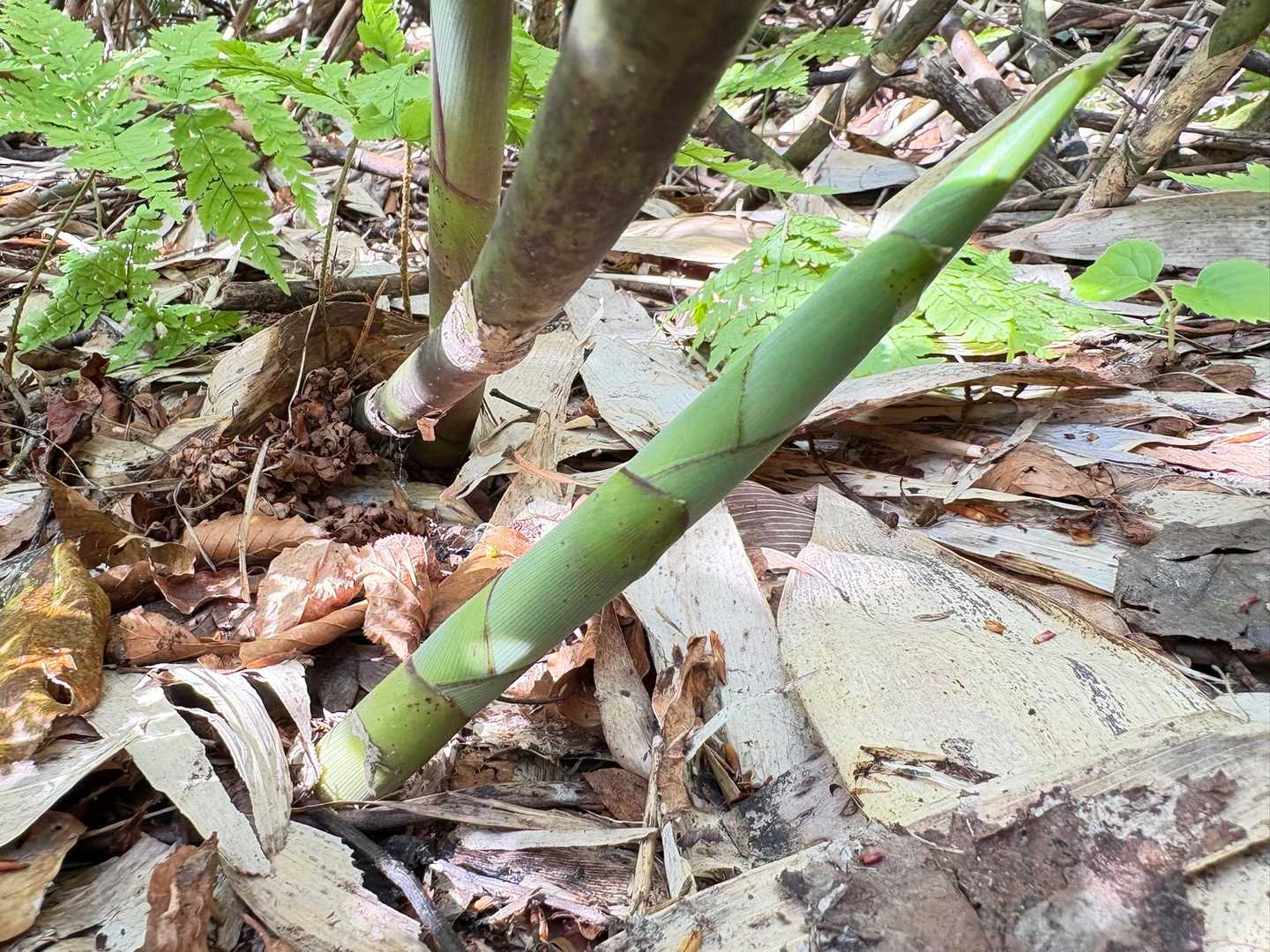 ありますぞ😁