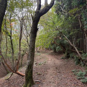 きれいな道だねー！とか言ってたら