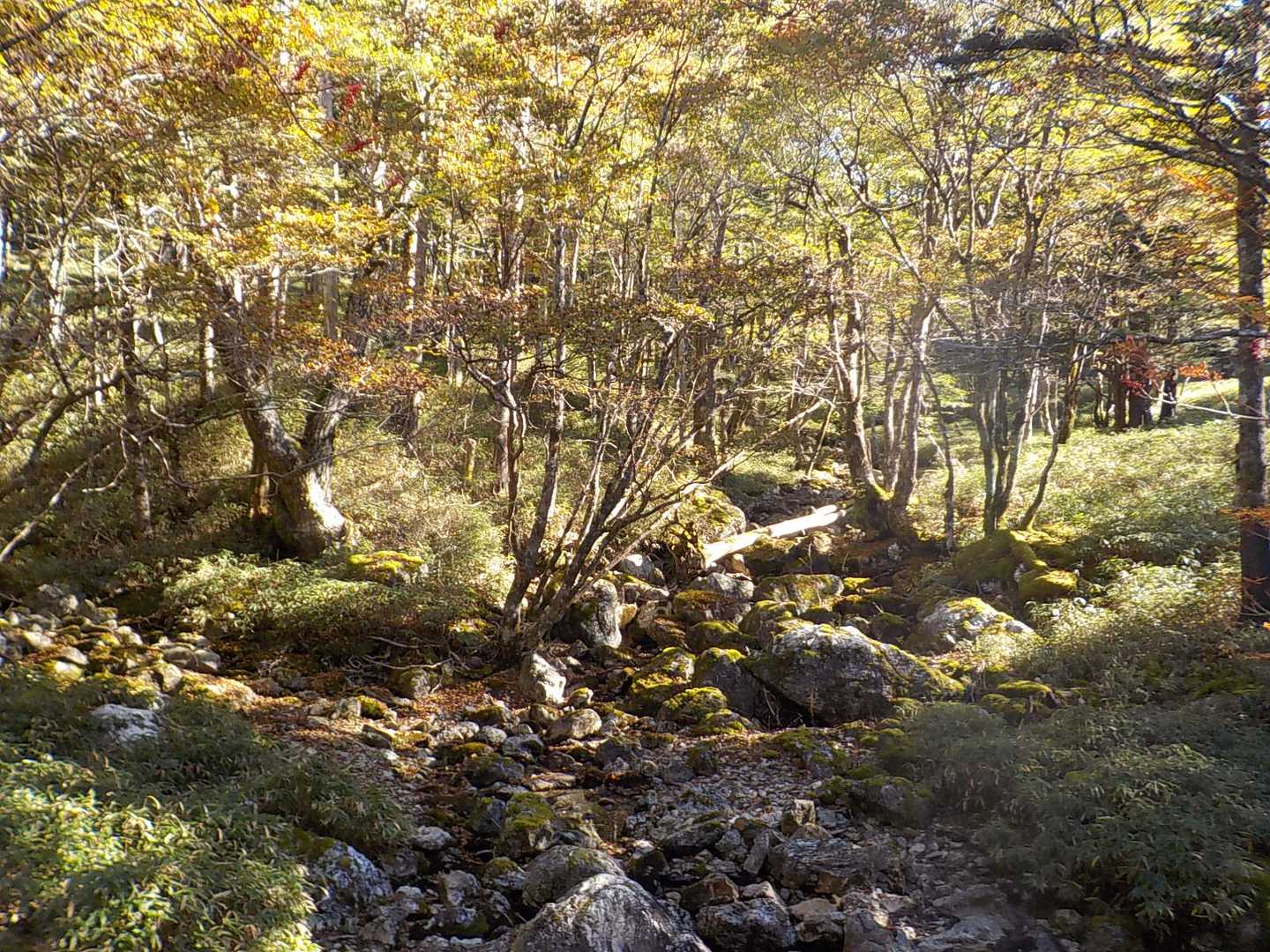 大台ヶ原バス停-大台ヶ原山-尾鷲辻 周回コースの写真
