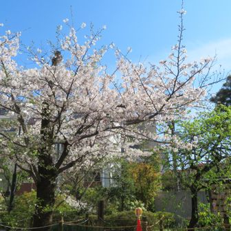 ここにも桜～🌸