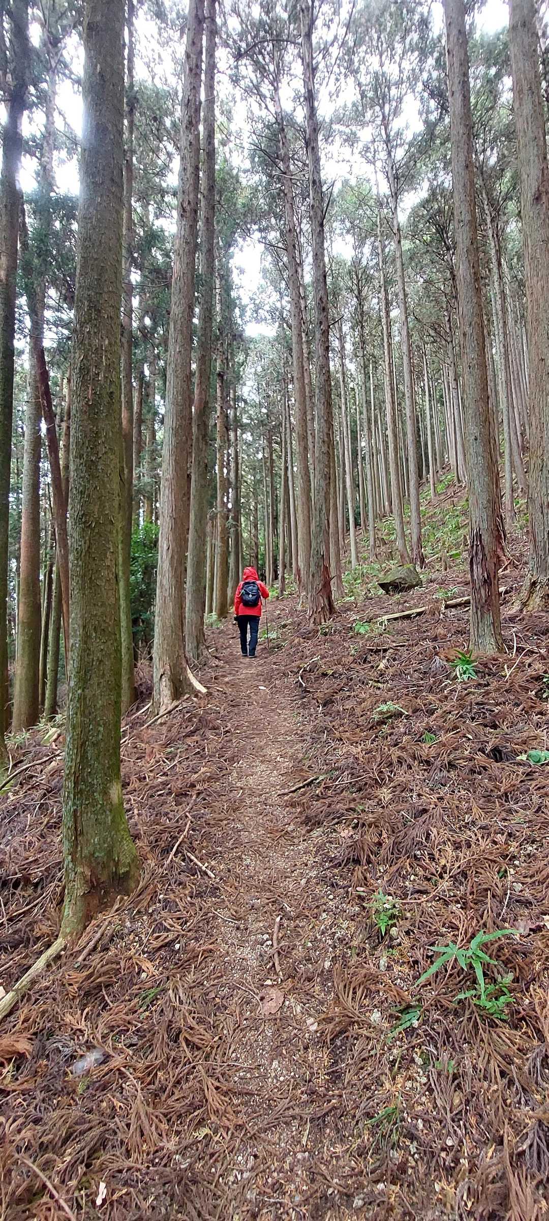 大明神山登山口-秋葉山大権現-大明神山-瀬戸谷ノ高 往復コースの写真