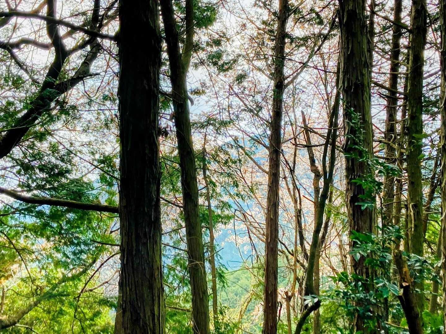 木々の間からチラ見えしてるお山は二上山⛰️