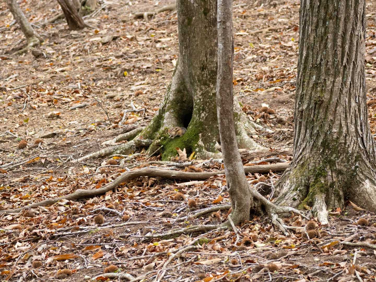 枯れ葉の上を走るとカサカサと音がするので見つけやすい🐿️