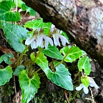 このスミレはあちこちに咲いてました
葉裏は紫色