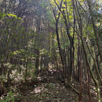 ぐいぐい登ります