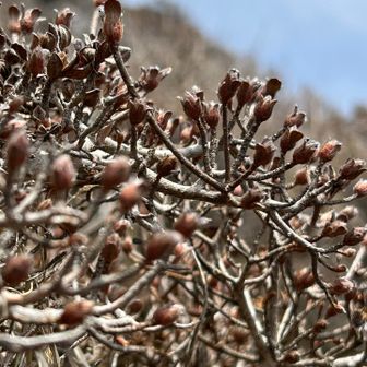 ミヤマキリシマの蕾が膨らんでました☺️