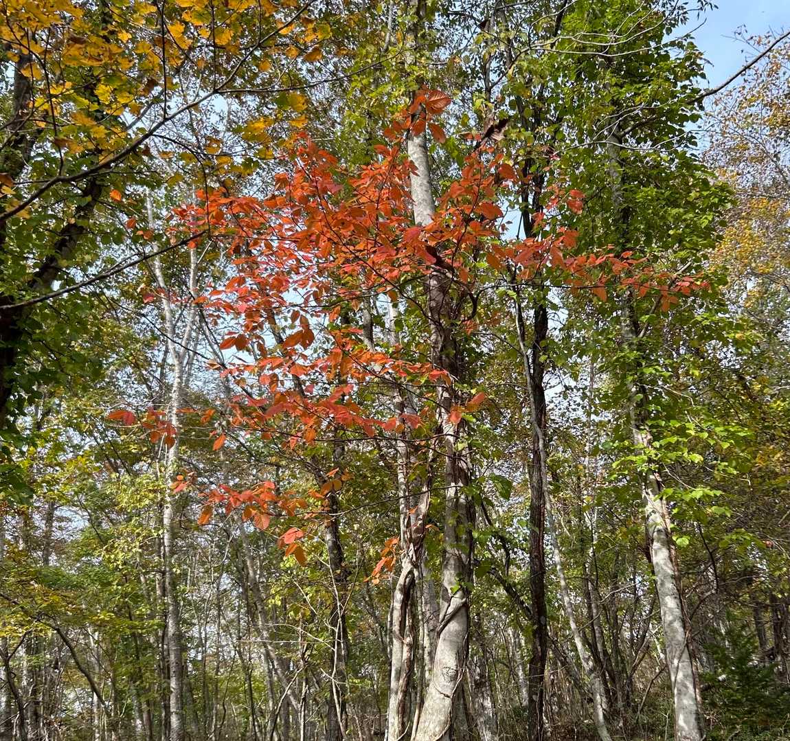 紅葉🍁がキレイ